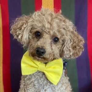 Meet your Posher, Ekiam